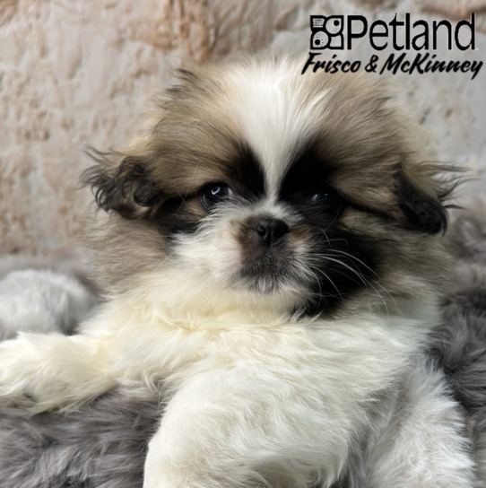 [#L16483] Fawn Sable M Pekingese Puppies for Sale